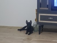 A Kalite İran Kan Hattı