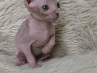Naked Beauty Sphynx Cattery 10 Haftalık Kediler