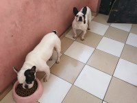 Çift 2 yaşında french bulldog