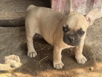 Çok acil sahiplendirilecek dişi french bulldog yavrum