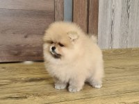 POMERANİAN BOO YAVRULARI
