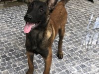 Safkan Irk Garantili Belçika Kurdu