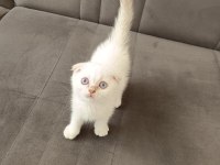 Scottish fold erkek