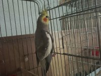 Eşe hazır 1 yaşında evcil erkek sultan papağanı