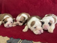 Orjinal İngiliz Buldog Bebekler