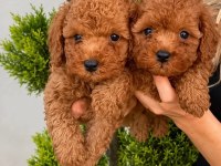 Toy Poodle Irk Garantili Yavrular