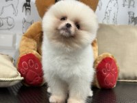 Orijinal safkan şecereli pomeranian boo yavrular