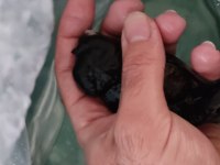 İTHAL ORANDA THAİLAND BABY FACE BLACK ORANDA KALİTELİ