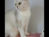 British Shorthair Silver Ns11