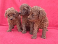 Kaliteli Poodle Yavrularimiz