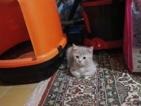 55 günlük yavru british shorthair kediler