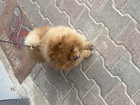 Orjinal Pomeranian boo