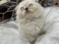 British-scottish longhair yavru kedilerimiz