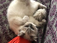 Ücretsiz Sahiplendirme British Longhair