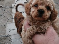 A+ Kalite Sevimli Maltipoo Bebekler