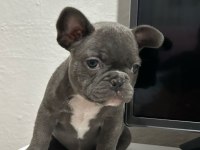 1.5 aylık french bulldog yavrular