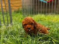 Red Brown Toy Poodle Yavru