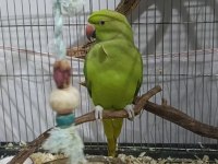 Çok oyuncu damızlık eğitmelik pakistan papağanı