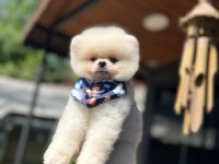 Pamuk Şekeri Pomeranian Boo