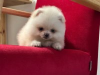 3 aylık pomeranian yavru