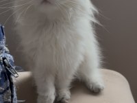 Safkan british longhair point yavru
