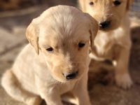 Golden retriever cinsi yavrularımız