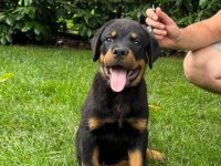 Rottweiler bebekler