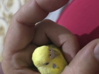 Lutino muhabbet kuşumuz için ulaşın
