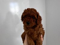 Toy poodle detay için iletişime geçebilirsiniz