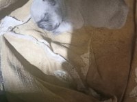 Dişi french bulldog yavrumuz