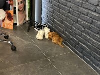 2 Aylık Ped eğitimli poodle yavrumuz