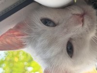 11 Aylık Ankara Kedimiz Lina