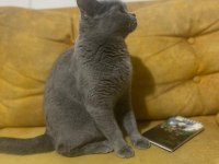British shorthair kedimize güzel bir aile istiyoruz