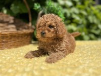 Harika Güzellikte Toy Poodle Yavrular