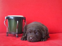 Şecereli Çikolata Labrador Retriever Yavrular