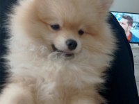 Leo pomeranian boo