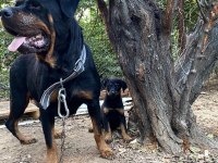 Yavru dişi rottweiler