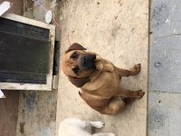 Güzel bull mastiff kızımız