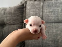 Chihuahua beyaz yavrular
