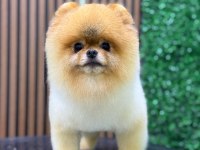 Pomeranian Orange Yavrularımız