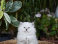 British Shorthair Bebekler Yeni Yuvalarını Aramakta