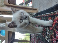 Sütlaç yeni ailesini arıyor british shorthair