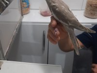 Sultan papağanı 2 aylık