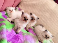 2 AYLIK DİŞİ VE ERKEK SAFKAN İRAN KEDİSİ YAVRULARI
