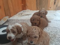 F3 maltipoo yavrular