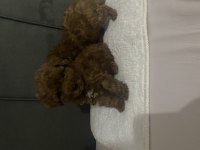 Boy kilo ırk ve sağlık garantili poodle