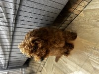 Red browen toy Poodle erkek 6 aylık