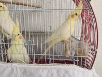 Kırmızı Göz Lutino Sultan Papağanlar