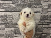Kore maltese
