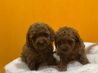 Mini Poodle Yavrularımız Yeni Yuvalarını Arıyor